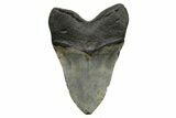 Huge, Fossil Megalodon Tooth - North Carolina #261082-2